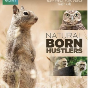 Natural born hustlers (blu-ray)