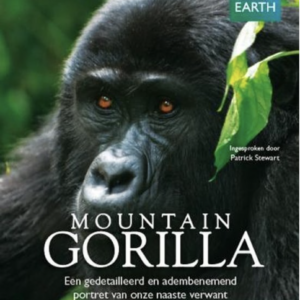 Mountain gorilla